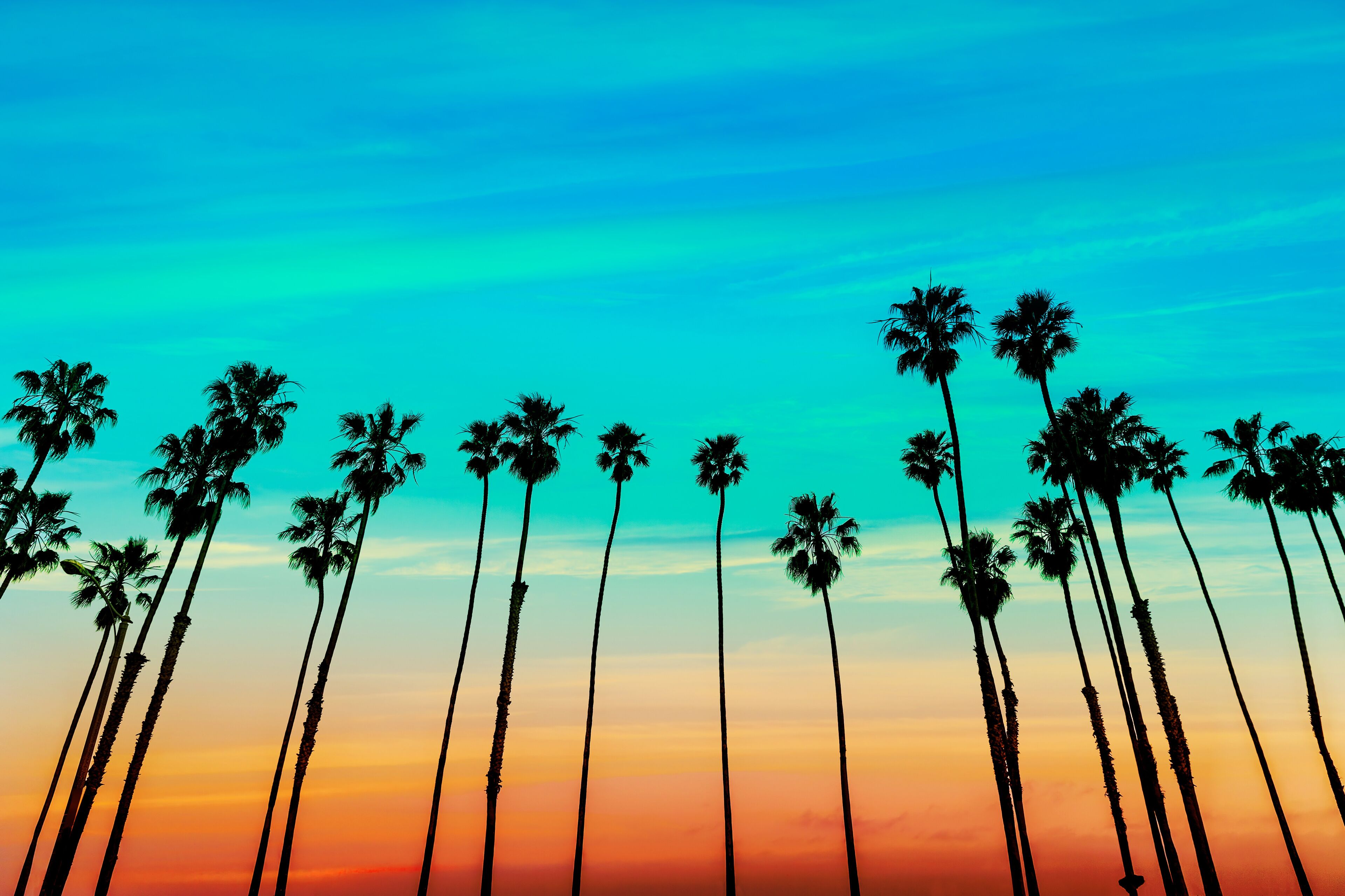 California sunset Palm tree rows in Santa Barbara