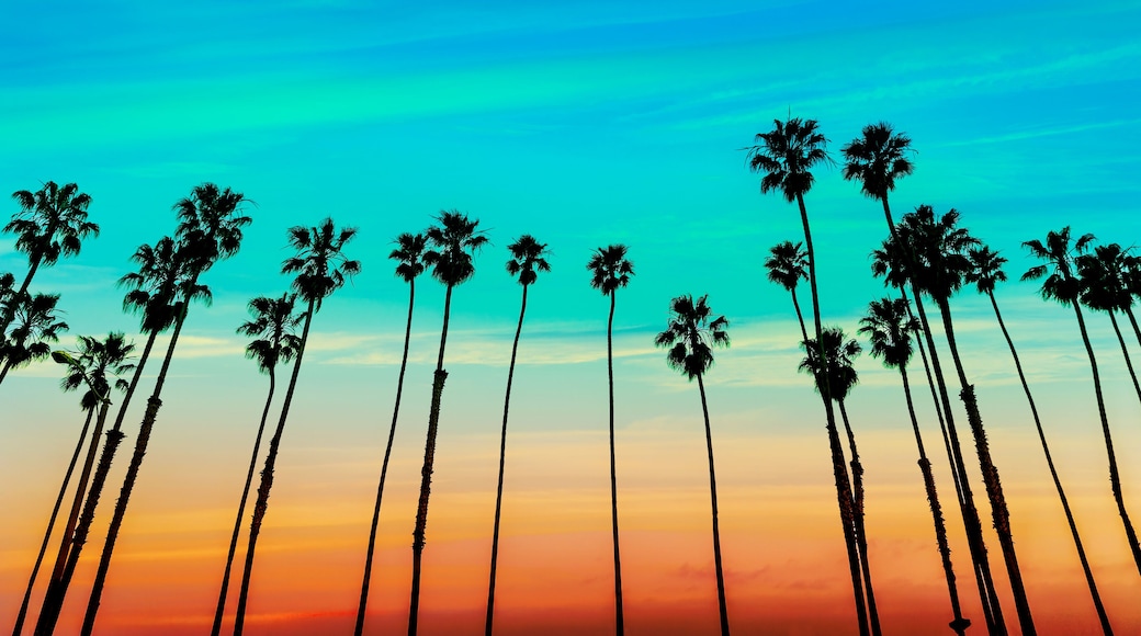 California sunset Palm tree rows in Santa Barbara