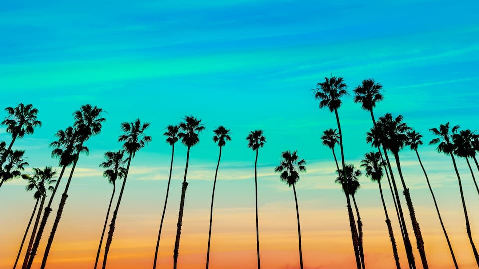 California sunset Palm tree rows in Santa Barbara