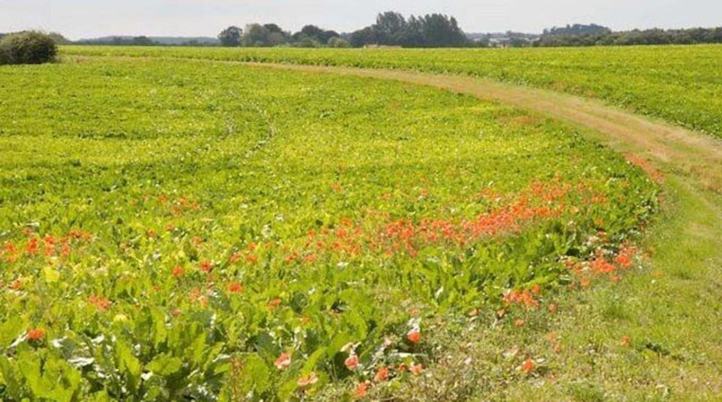 Sugar Beet The track and road junction is on the corner of four grid squares. (The road is just behind the photographer)