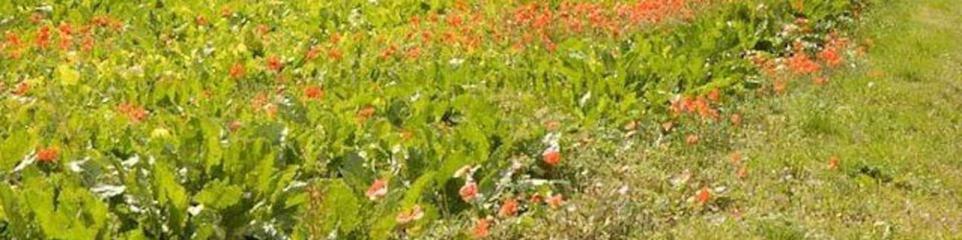 Sugar Beet The track and road junction is on the corner of four grid squares. (The road is just behind the photographer)
