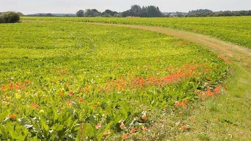 Sugar Beet The track and road junction is on the corner of four grid squares. (The road is just behind the photographer)