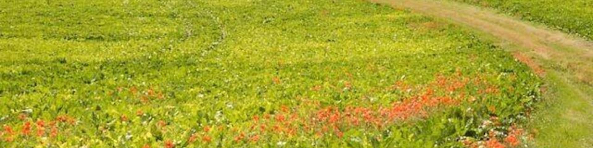 Sugar Beet The track and road junction is on the corner of four grid squares. (The road is just behind the photographer)