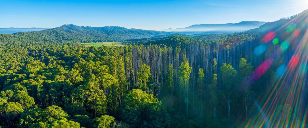 Aerial panorama of native Australian forest and mountains. Marysville, Victoria, Australia