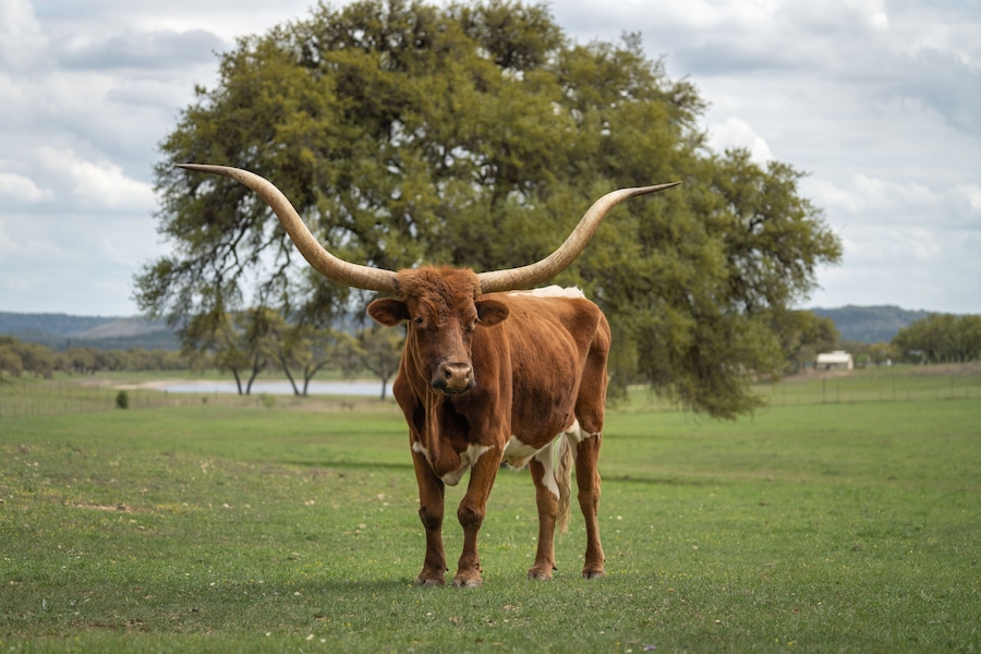 Longhorn