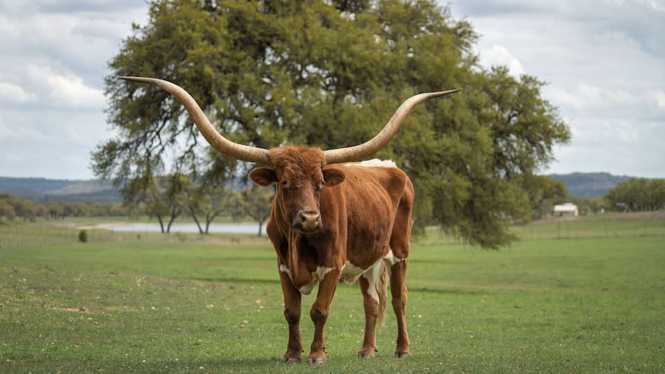 A brown cow with large horns standing in a grassy field with trees in the background.