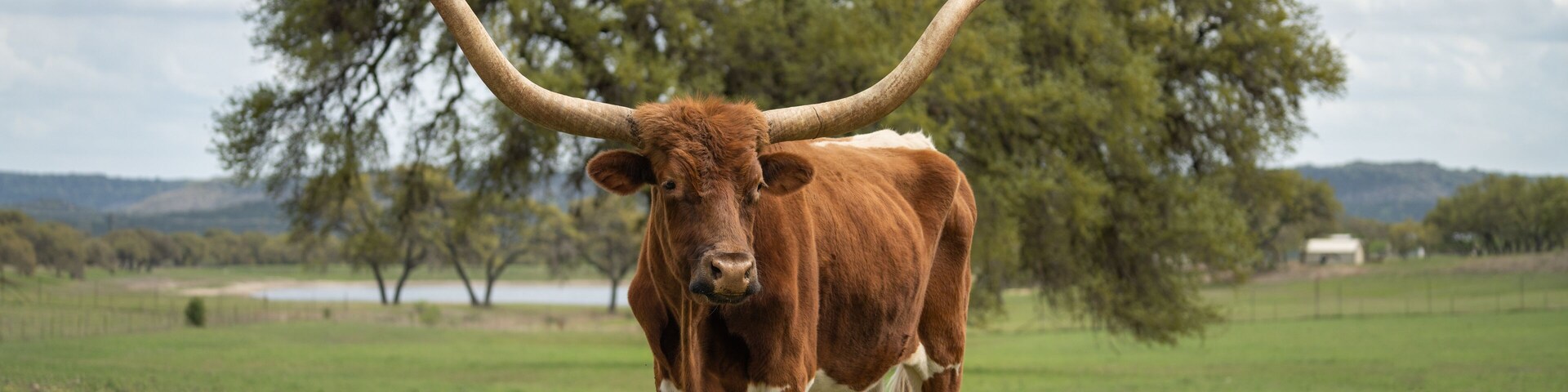 Longhorn