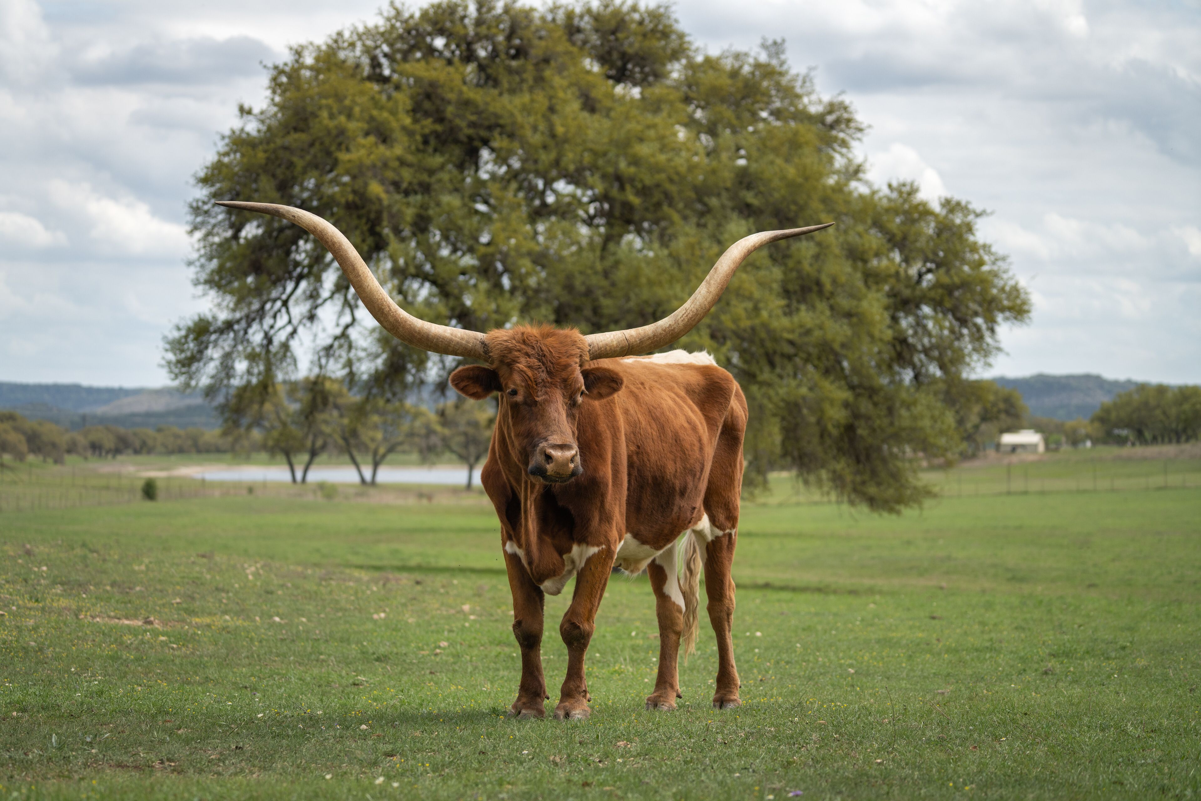 A brown cow with large horns standing in a grassy field with trees in the background.