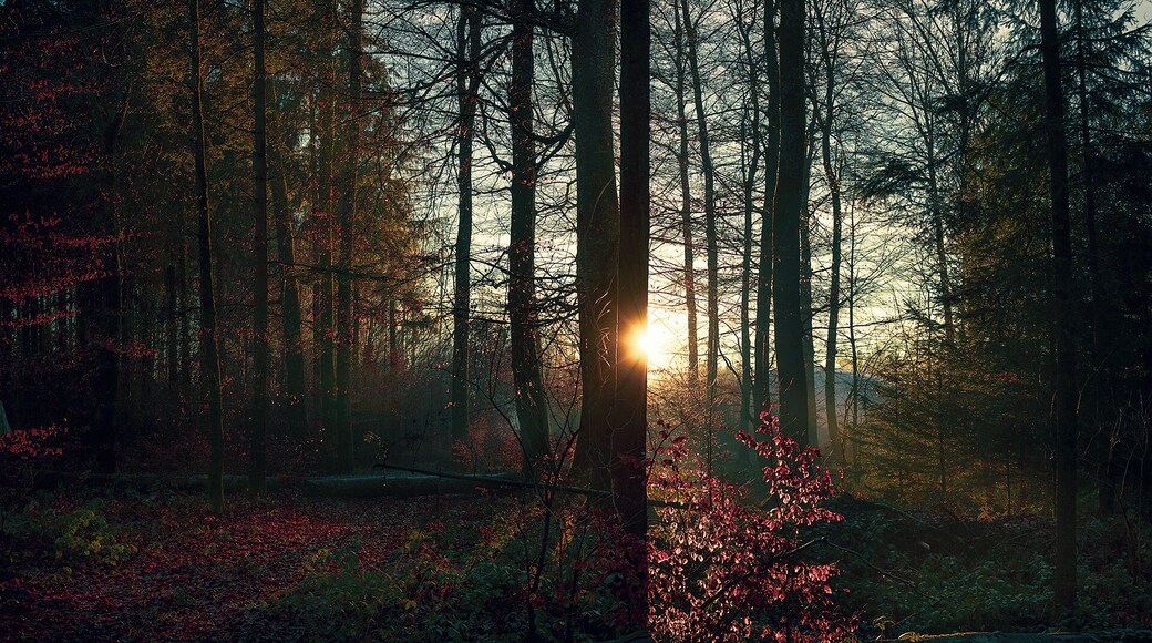 Happy to have captured this wonderful sunset during our walk in Moncor forest in one winter's afternoon!