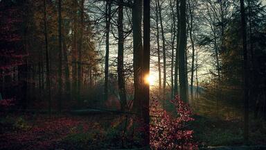 Happy to have captured this wonderful sunset during our walk in Moncor forest in one winter's afternoon!