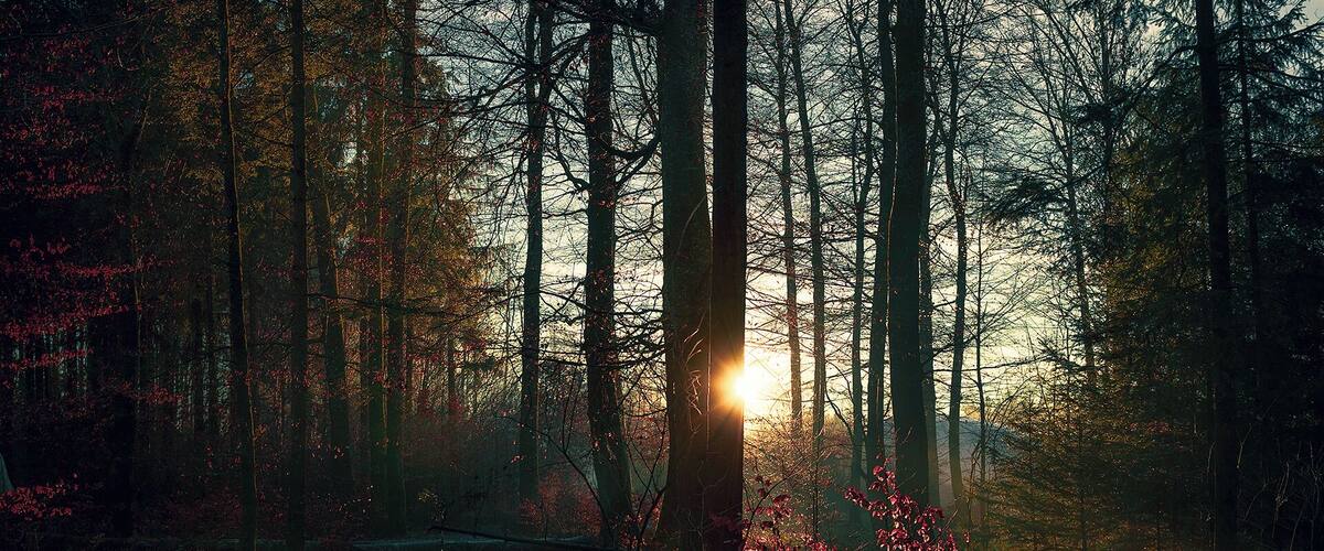 A forest with tall trees and a sun setting in the background.