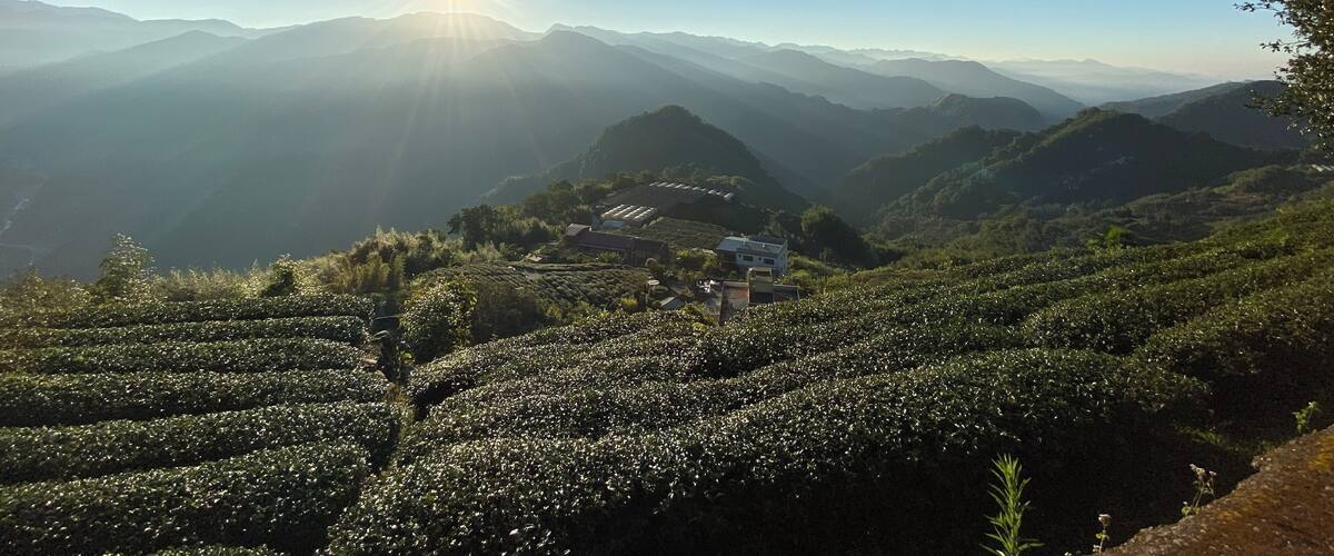 Fancy waking up to fresh air and a beautiful sunrise overlooking tea plantations? This view is round the corner (literally 2-minutes) from the Alishan Tea Garden B&B. There are usually locals also waiting to catch the sunrise so listen to their cues on what time would give you the best shot! #LifeAtExpedia
