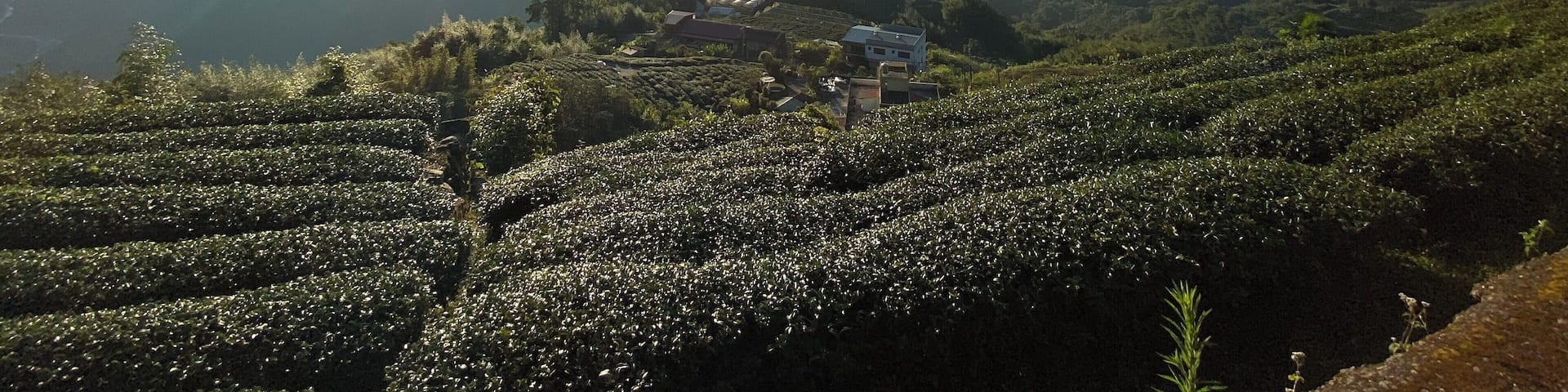 Fancy waking up to fresh air and a beautiful sunrise overlooking tea plantations? This view is round the corner (literally 2-minutes) from the Alishan Tea Garden B&B. There are usually locals also waiting to catch the sunrise so listen to their cues on what time would give you the best shot! #LifeAtExpedia