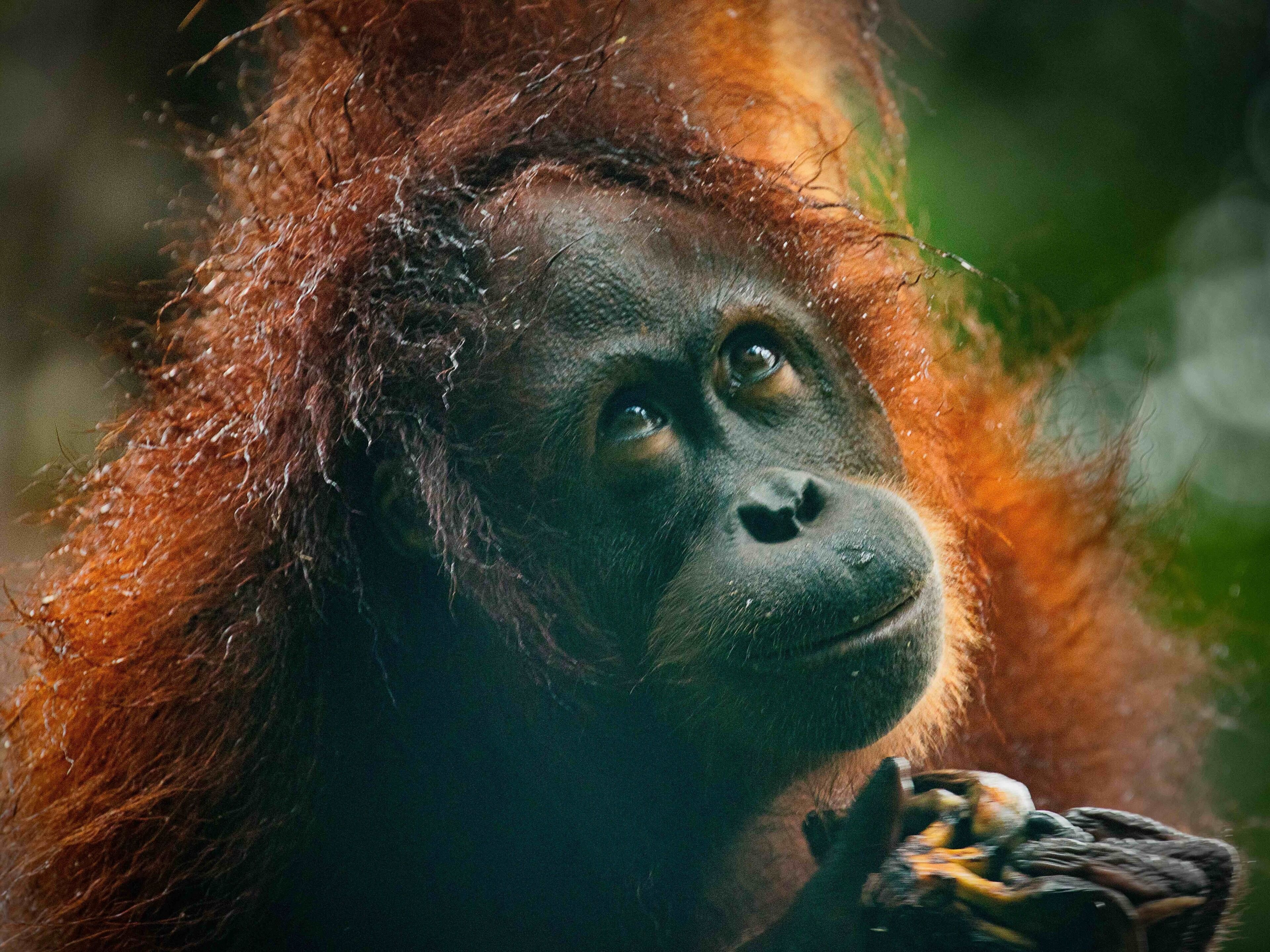 On a trip down the river we came across some wild orang-utans. Such an amazing place with so much wildlife. And only a short hop from the Philippines 😉😂 #BVS100K