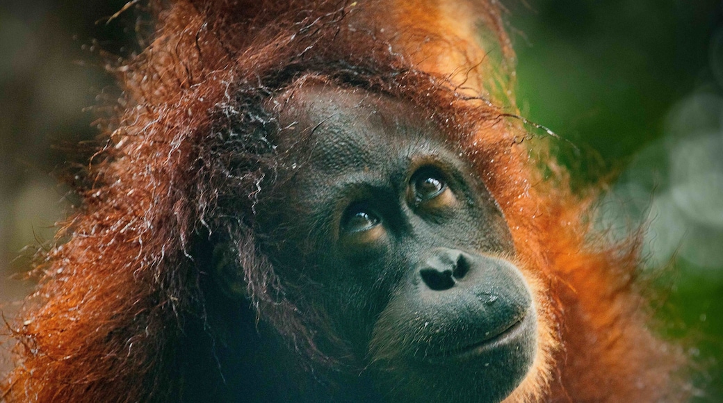On a trip down the river we came across some wild orang-utans. Such an amazing place with so much wildlife. And only a short hop from the Philippines đđ #BVS100K