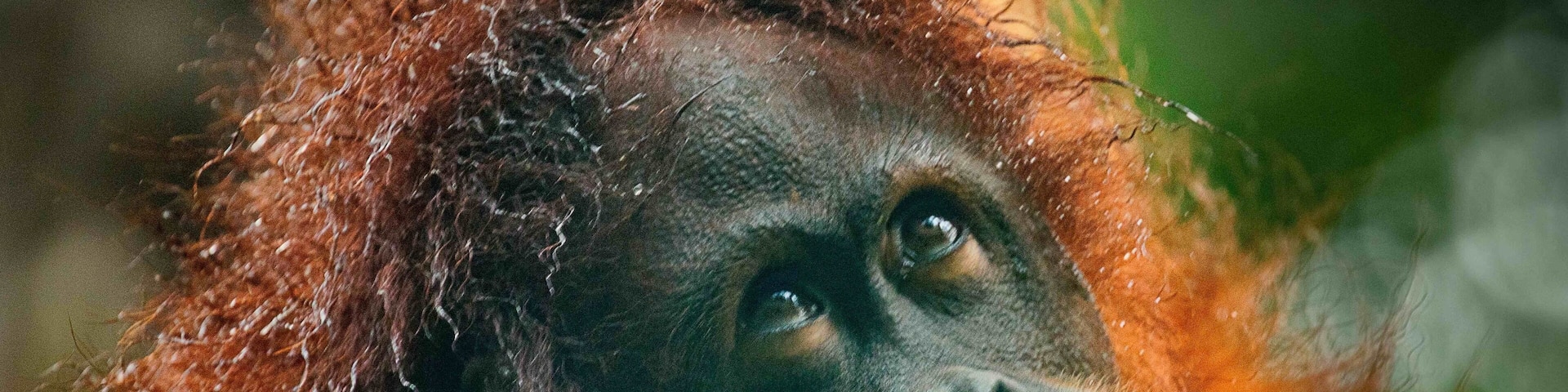 On a trip down the river we came across some wild orang-utans. Such an amazing place with so much wildlife. And only a short hop from the Philippines 😉😂 #BVS100K