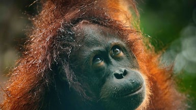 A close-up of an orangutan with reddish-brown fur.