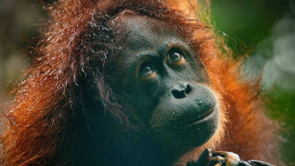 A close-up of an orangutan with reddish-brown fur.