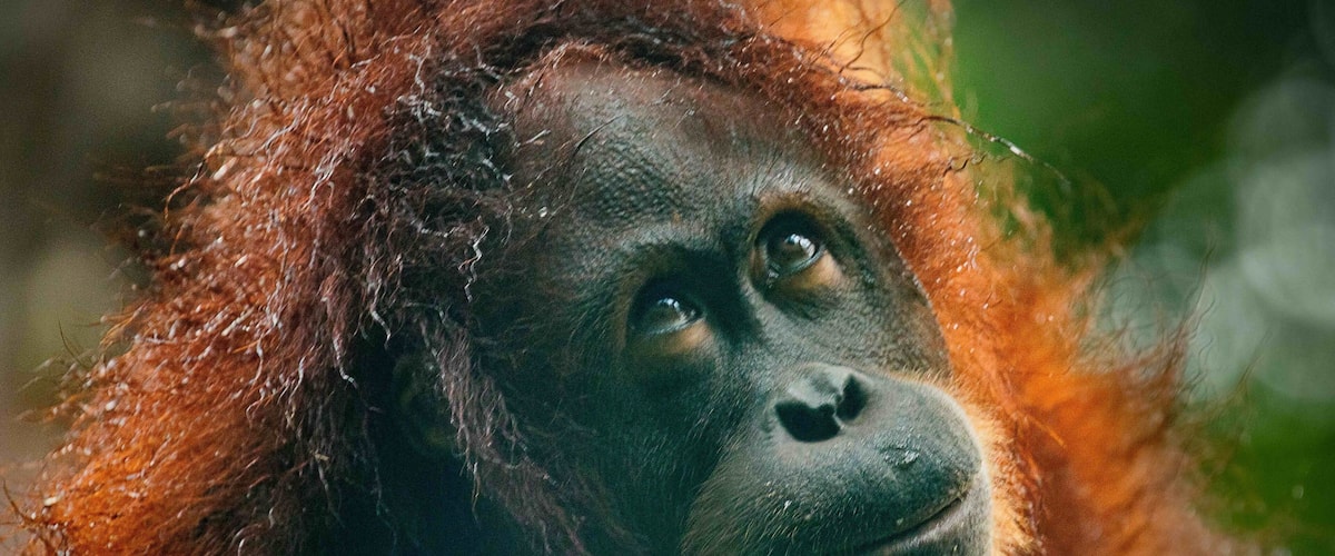 A close-up of an orangutan with reddish-brown fur.
