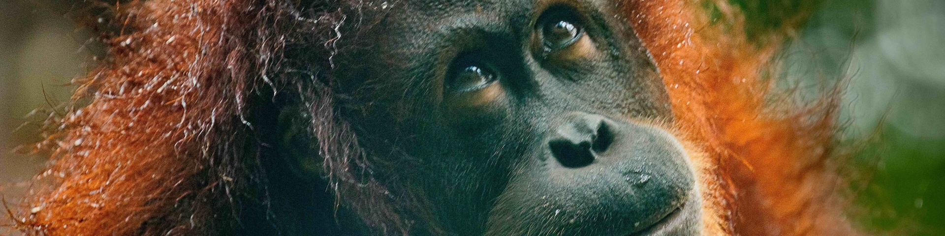 A close-up of an orangutan with reddish-brown fur.