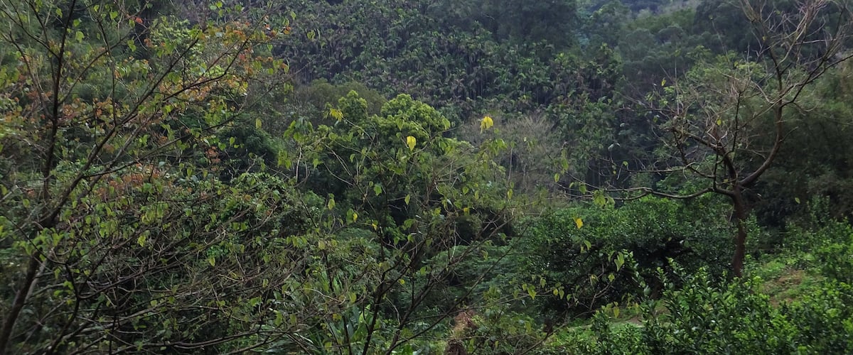 A lush green landscape with dense foliage and a few buildings in the background.