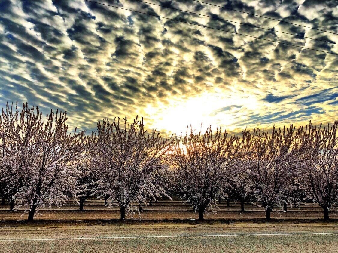 While driving to one of my work locations the sun was still coming over the Sierra mountains in the background. The trees are blooming soon to be harvested in the next few weeks. #feedingtheworld #farming #smalltowns #countrylife #countryliving #centralvalleycalifornia #growersandpickers appreciate those who do this hard intensive work 