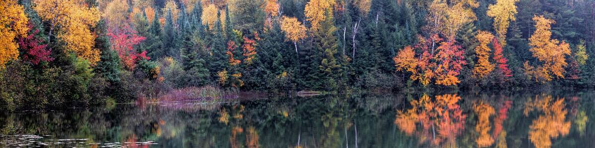 Panorama spectacular fall color scene alongside a lake with reflections in the water. Brilliant orange, red, yellow and green colors adorn this lake in Northern Wisconsin.