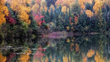 Panorama spectacular fall color scene alongside a lake with reflections in the water. Brilliant orange, red, yellow and green colors adorn this lake in Northern Wisconsin.