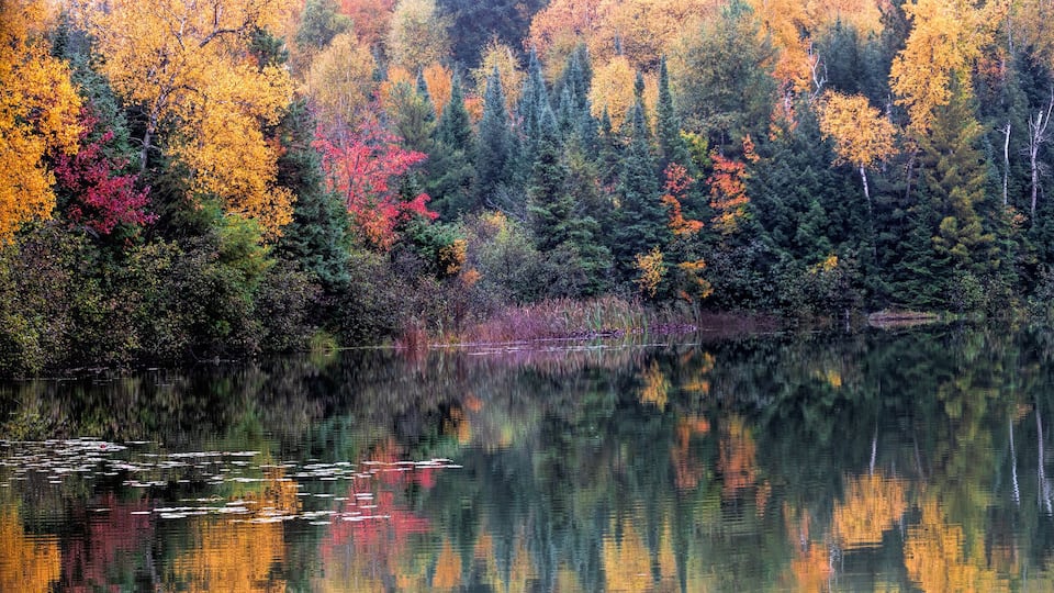 A forest with autumn foliage reflecting on a calm lake.