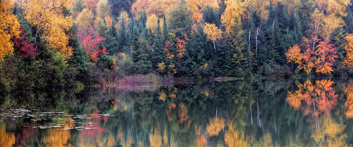 A forest with autumn foliage reflecting on a calm lake.