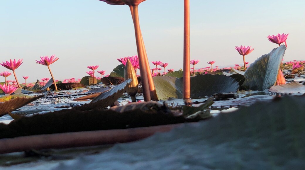 Millions of red water lilies