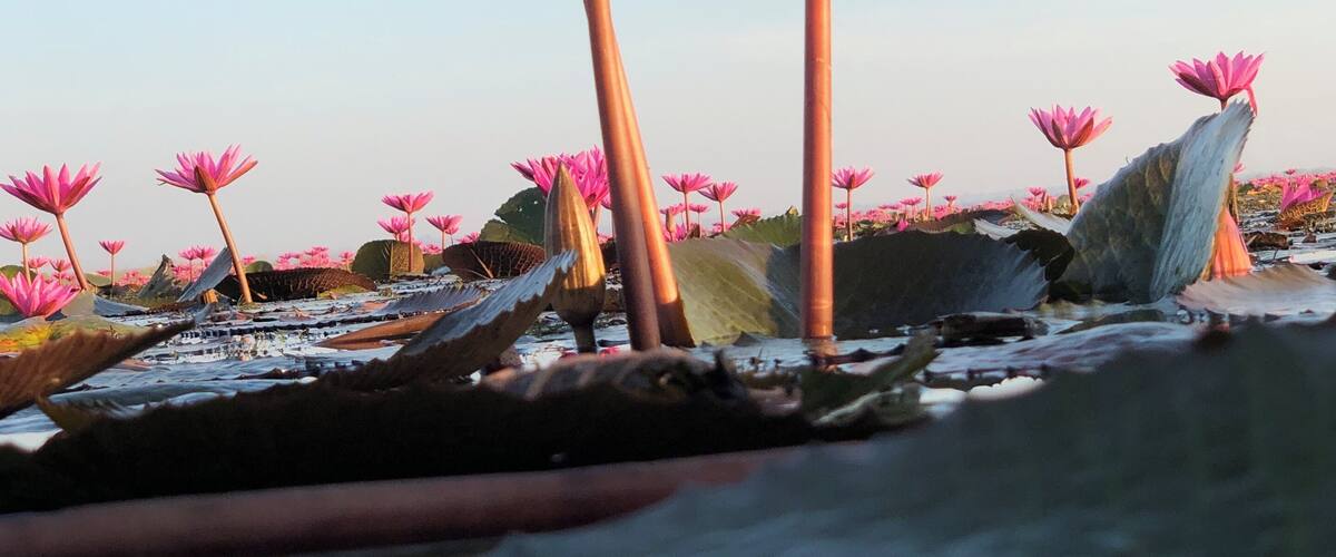 Millions of red water lilies