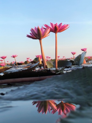 Millions of red water lilies
