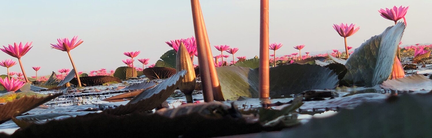 Millions of red water lilies