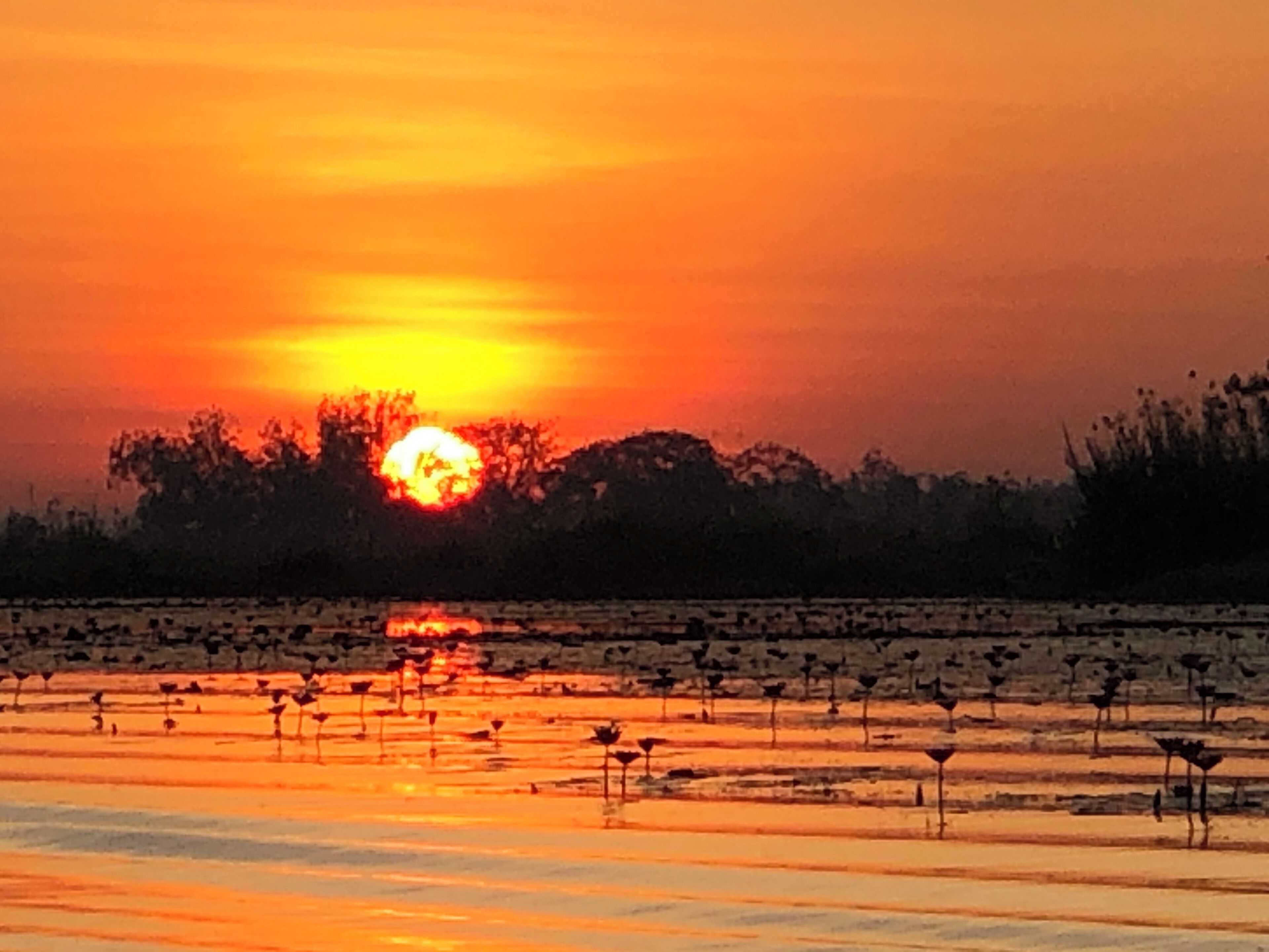Awesome view with the sunrise and millions of water lilies