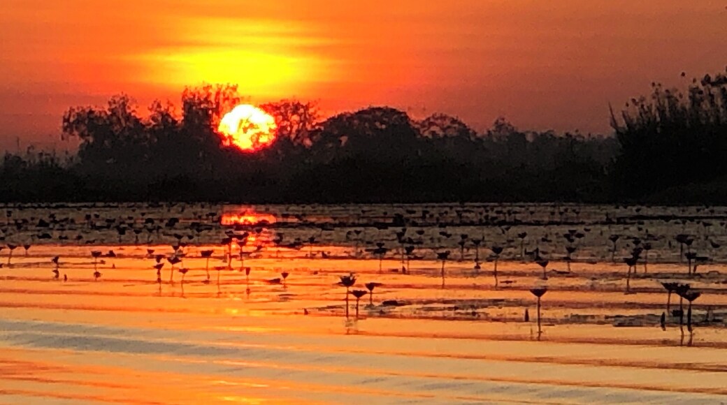Awesome view with the sunrise and millions of water lilies