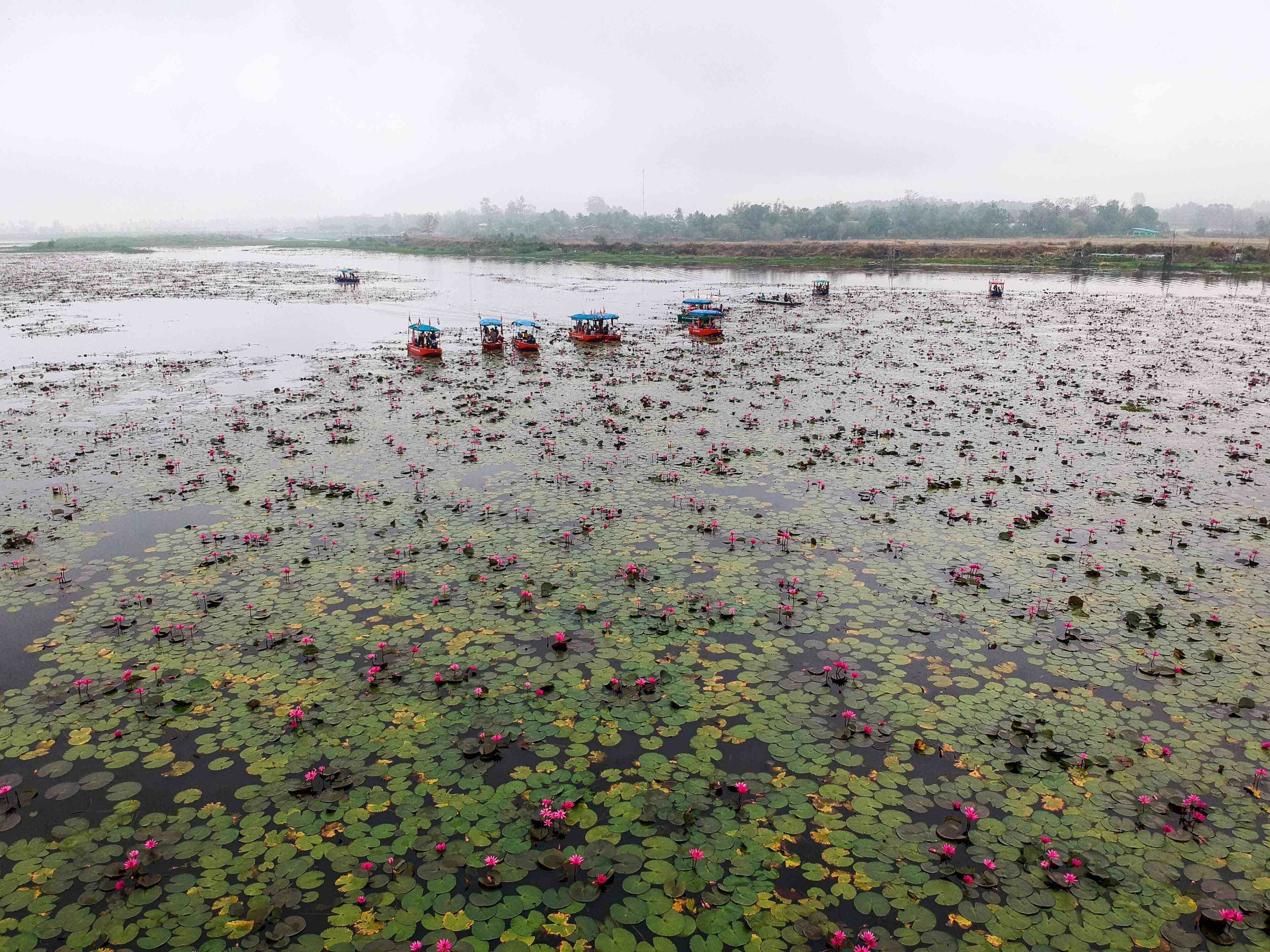 When I launched my #drone over the Red Lotus Sea near Udon Thaini, #Thailand 🇹🇭, I was expecting the resulting view to be very colourful. In actual fact, while it makes the scale of the #lotus garden clearer, it’s actually more vibrant when viewed at just above water level.
#LifeAtExpedia