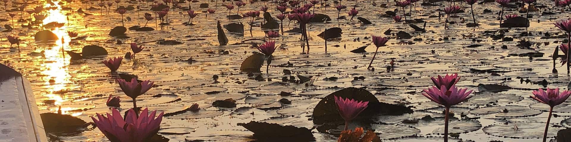 A lotus pond at sunset with numerous pink lotus flowers and a distant view of a city skyline.