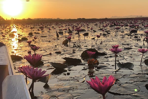A lotus pond at sunset with numerous pink lotus flowers and a distant view of a city skyline.