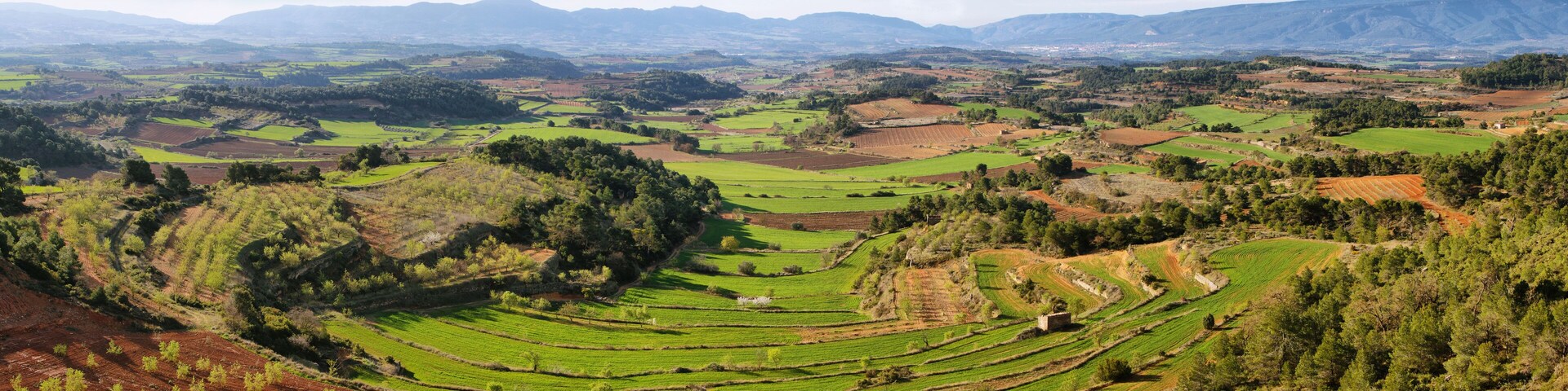 Plantation fields near Vallbona de les Monges