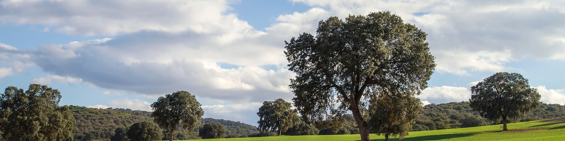 Holm oak grove