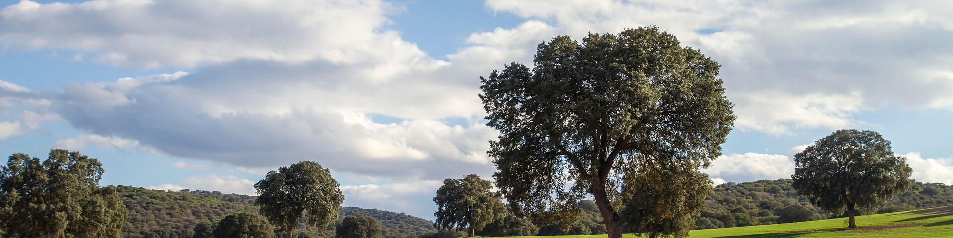 Holm oak grove