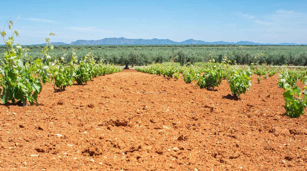 Vines fields at Tierra de Barros on springtime, Spain