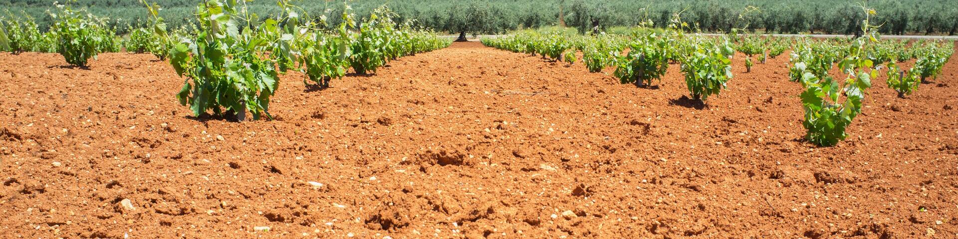 Vines fields at Tierra de Barros on springtime, Spain