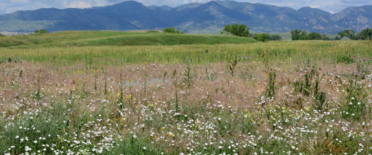 Early summer Colorado landscape with meadow full of field bindweed and wild grasses looking west towards the Rocky Mountains on a day with clouds and blue sky