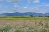Early summer Colorado landscape with meadow full of field bindweed and wild grasses looking west towards the Rocky Mountains on a day with clouds and blue sky