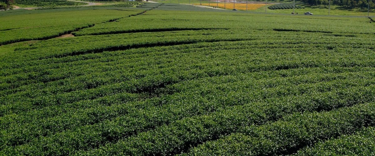 Plenty of tea trees field and fresh air .  Can find at Singha Park , Chiang Rai.