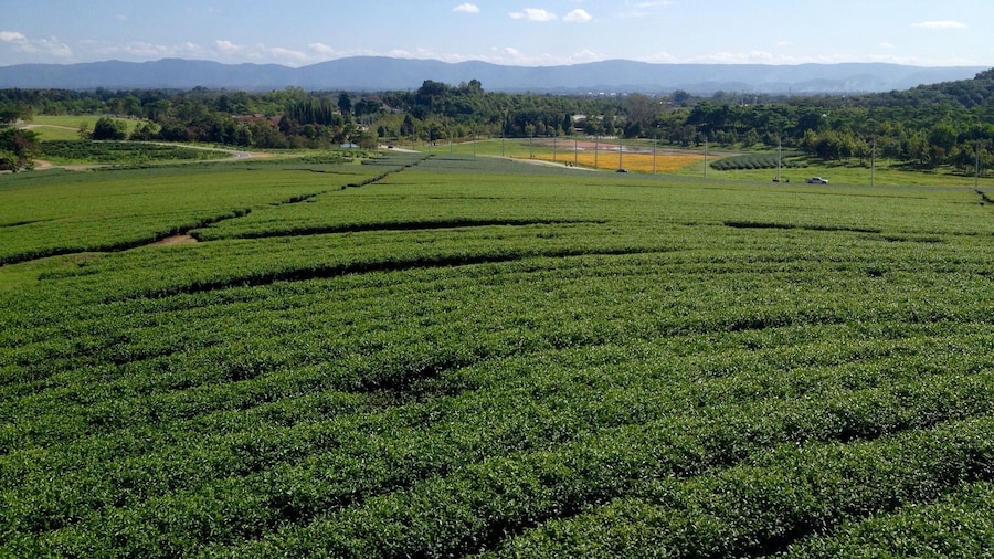 Plenty of tea trees field and fresh air . Can find at Singha Park , Chiang Rai.