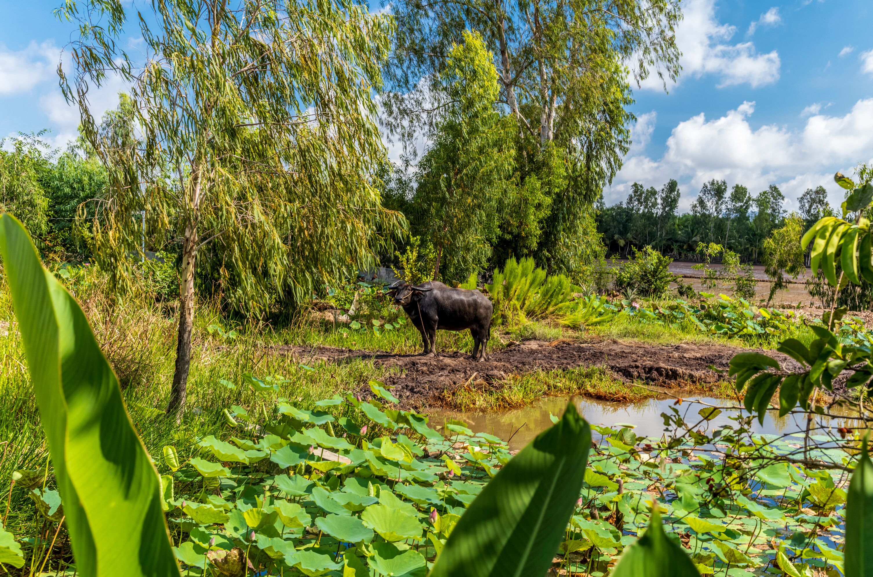 A water buffalo near a pond with lotus plants and flowers in Vietnam