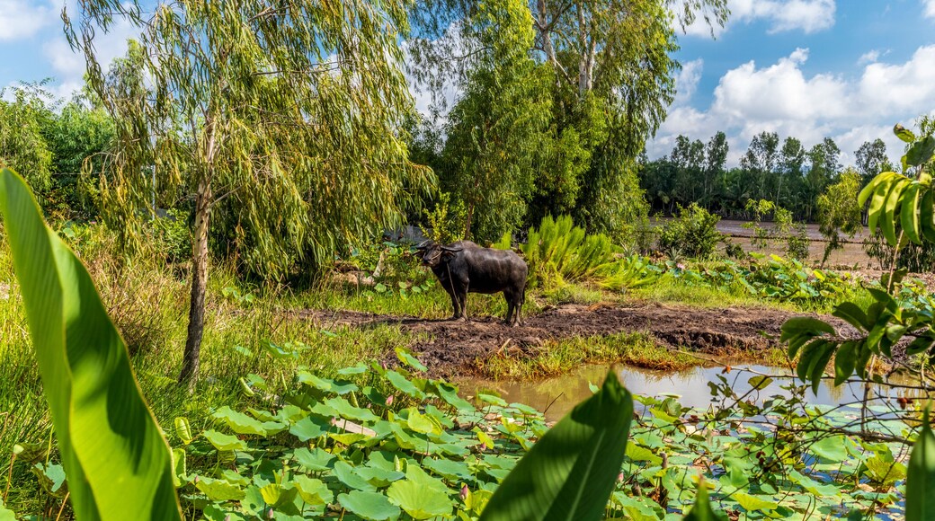 A water buffalo near a pond with lotus plants and flowers in Vietnam